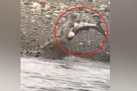 Zwei meterlanges Krokodil verschlingt Hai im Ganzen – Video zeigt Szenerie