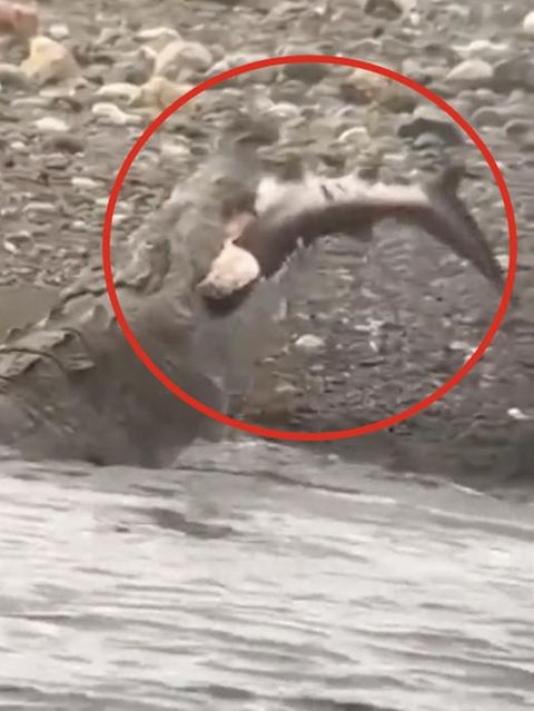 Zwei meterlanges Krokodil verschlingt Hai im Ganzen – Video zeigt Szenerie