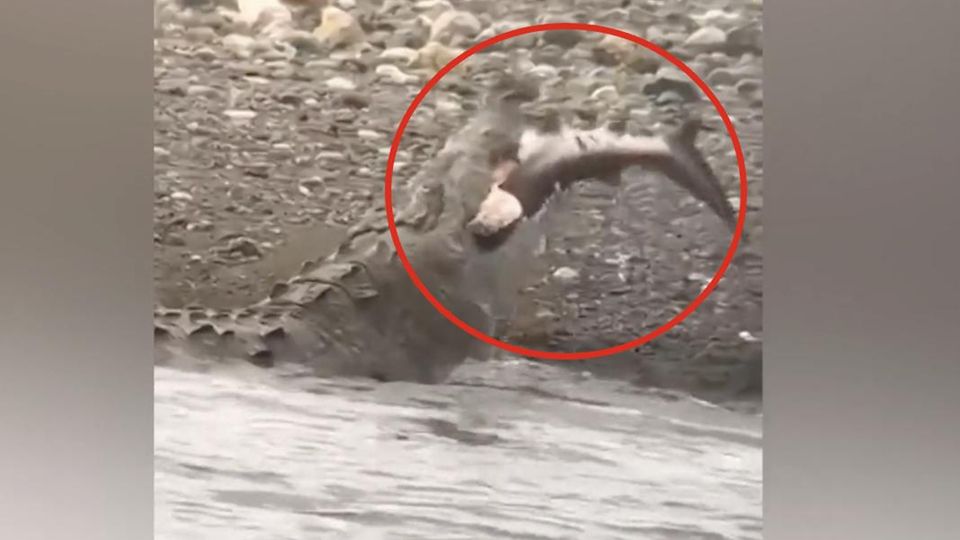 Zwei meterlanges Krokodil verschlingt Hai im Ganzen – Video zeigt Szenerie
