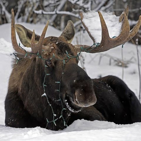 Ein Elch im Tiefschnee, er hat eine Plastik Lichterkette auf dem Kopf
