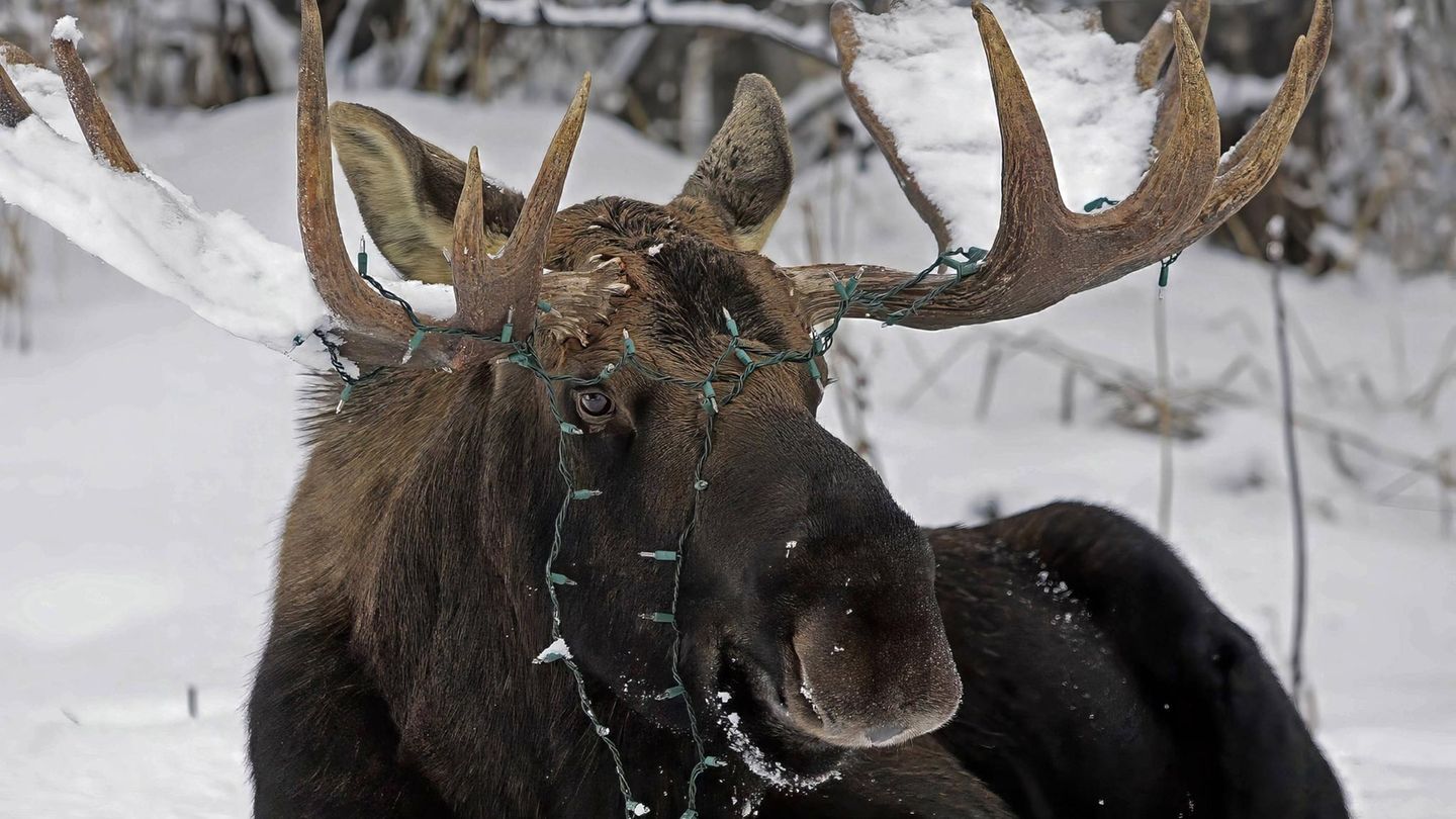 Ein Elch im Tiefschnee, er hat eine Plastik Lichterkette auf dem Kopf