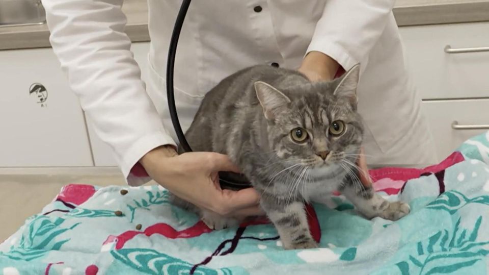 Katze stirbt an Vogelgrippe – Das sollten Haustierhalter beachten