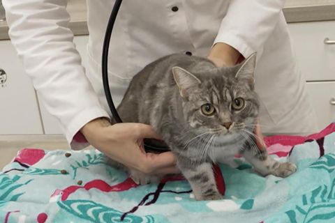 Katze stirbt an Vogelgrippe – Das sollten Haustierhalter beachten