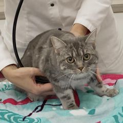 Katze stirbt an Vogelgrippe – Das sollten Haustierhalter beachten