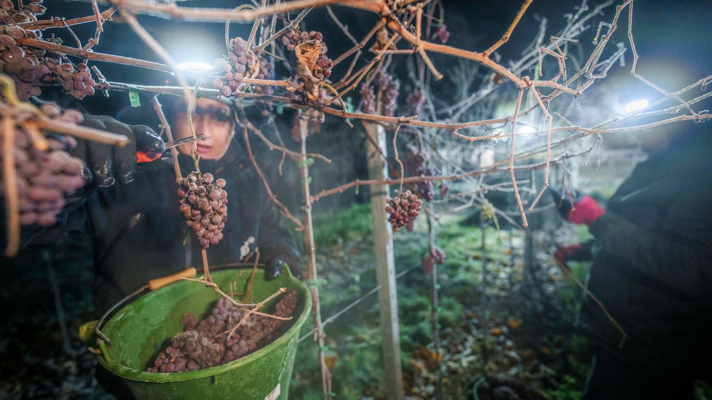 In drei von sechs Anbaugebieten in Rheinland-Pfalz wurde 2025 Eiswein gelesen. (Archivbild) Foto: Andreas Arnold/dpa