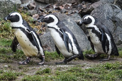 Brillenpinguine im Tierpark Berlin Foto: Kira Hofmann/dpa-Zentralbild/ZB