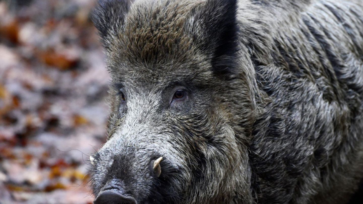 Verletztes-Wildschwein-attackiert-Anwohner-in-rheinland-pf-lzischem-Unkel