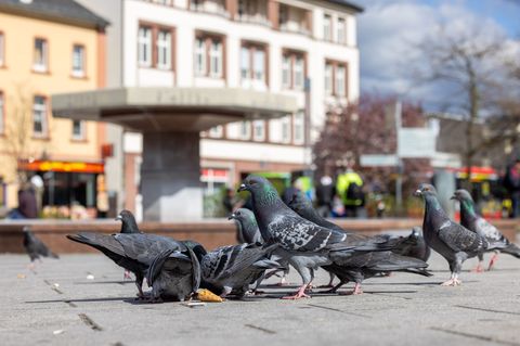 In Limburg sollen zwei Nistplätze für Falken angebracht werden. Aus Sicht eines BUND-Experten wird das nicht bei der Dezimierung