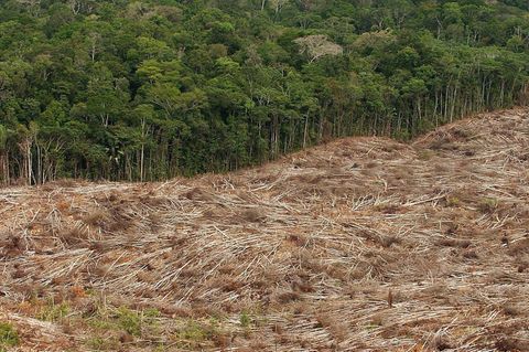 Abholzung des Regenwalds im Amazonasgebiet in Brasilien. Foto: Marcelo Sayao/epa efe/dpa