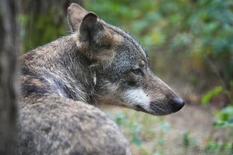 Ein Wolf, aber nicht der in Lüdenscheid, sondern in der Schorfheide in Brandenburg (Archivbild)