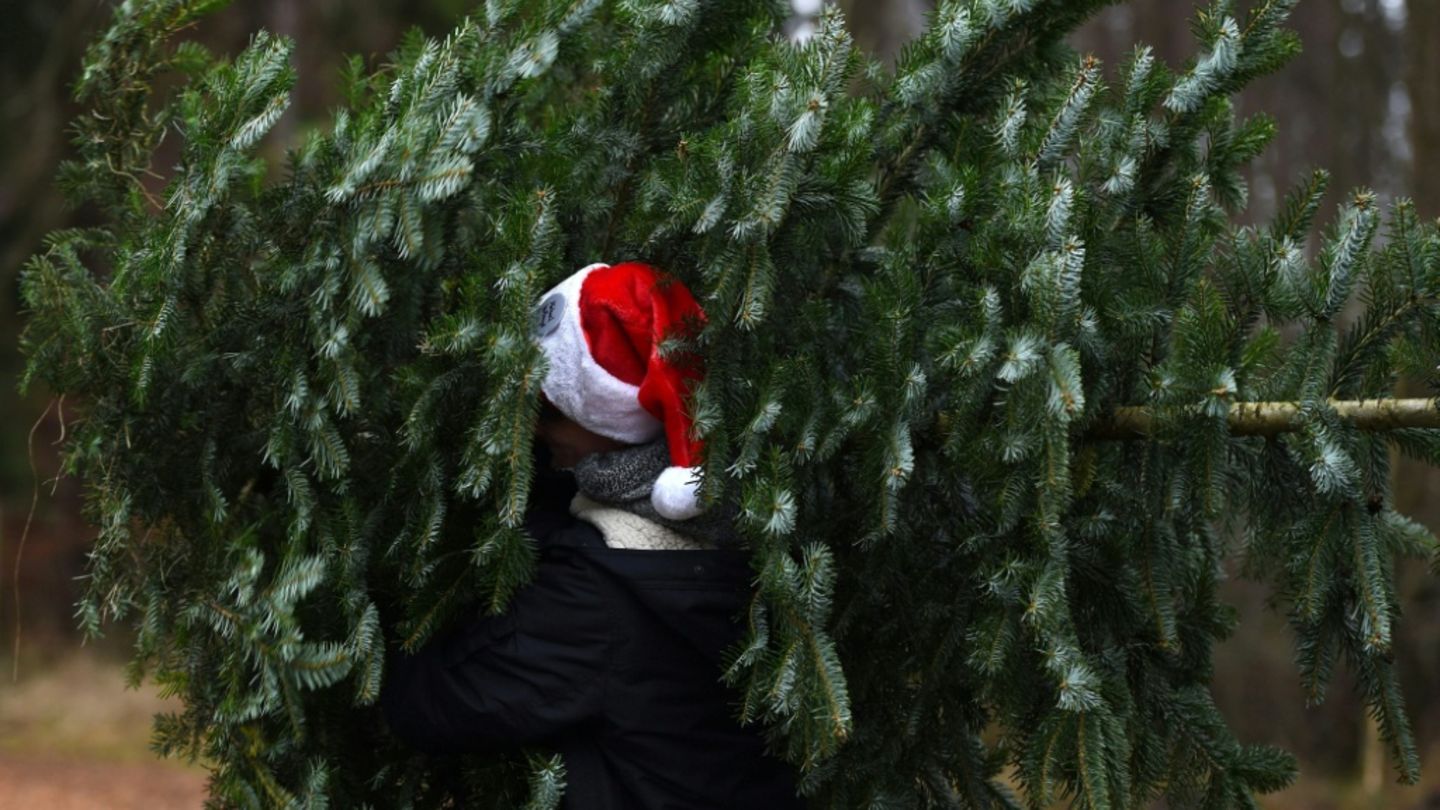 Unbekannte-stehlen-rund-130-Weihnachtsb-ume-in-brandenburgischem-Cottbus
