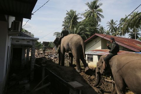 In den betroffenen Gebieten im Norden Sumatras gibt es stellenweise nur für Elefanten ein Durchkommen. Foto: Ahyar Tarmizi/AP/dp