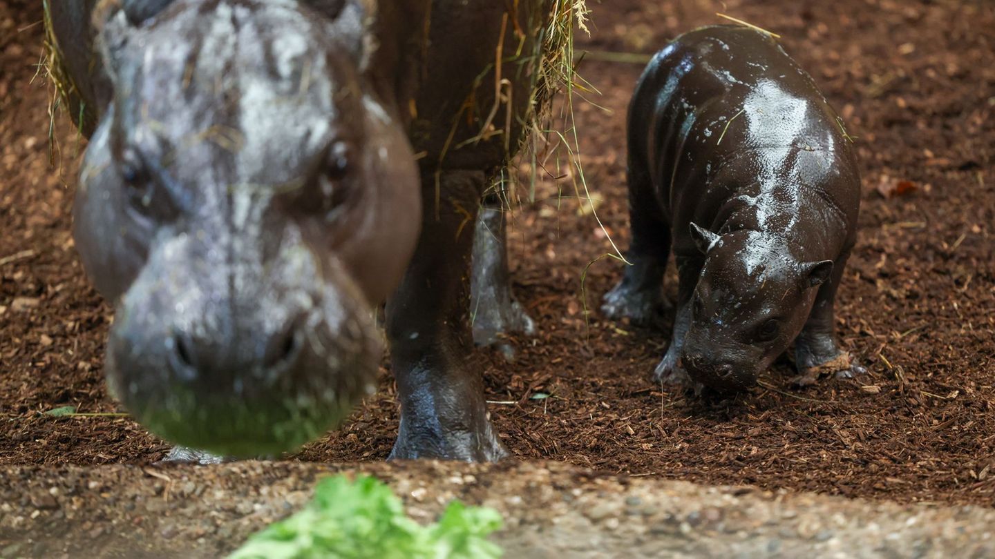 Zwergflusspferde "Panya" und seine Mutter "Ayoka". Foto: Christoph Reichwein/dpa