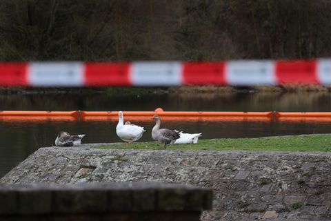 Ölsperren sollen verhindern, dass sich der Kraftstoff weiter ausbreitet. Foto: Karl-Josef Hildenbrand/dpa