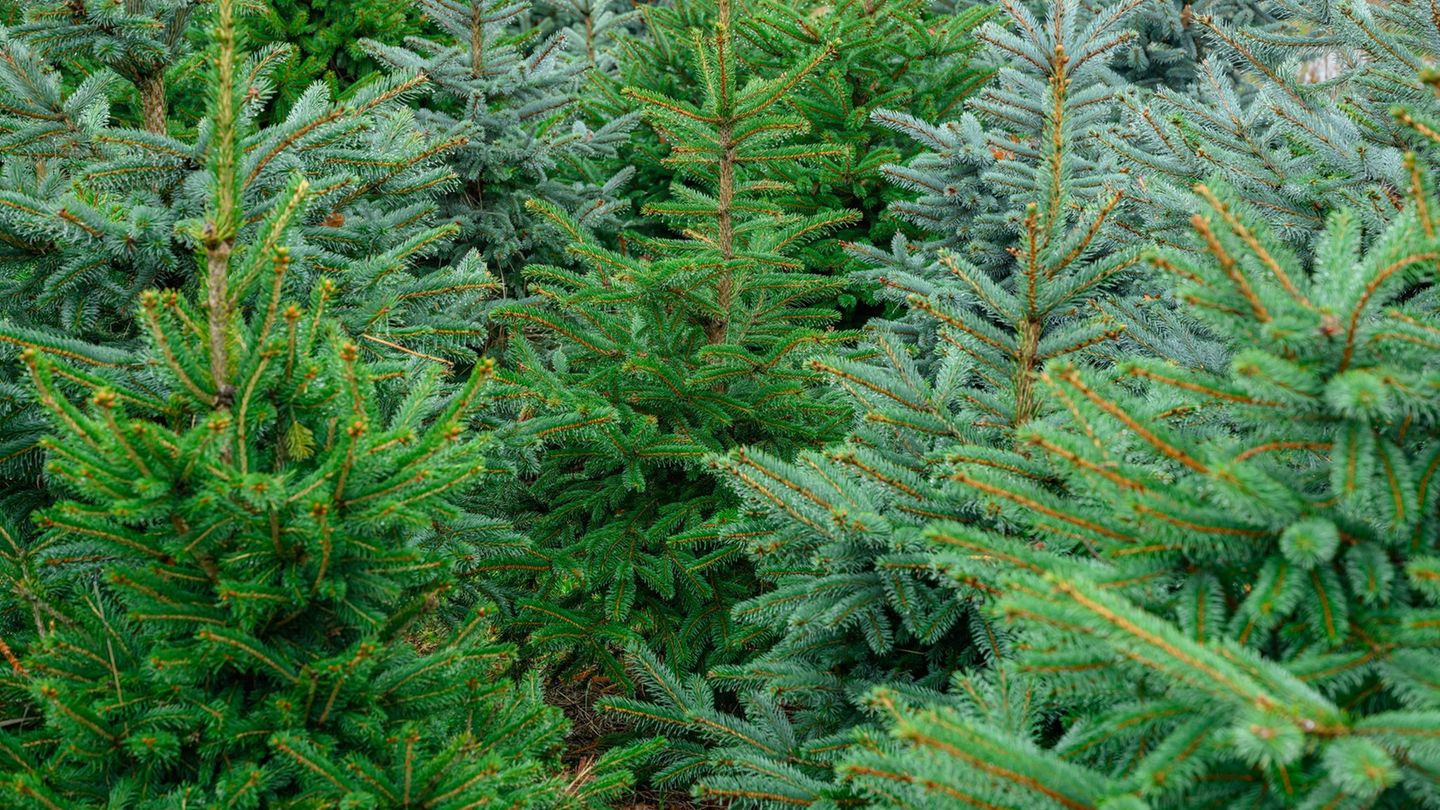 Die Polizei ermittelt wegen Diebstahls. (Symbolbild) Foto: Patrick Pleul/dpa