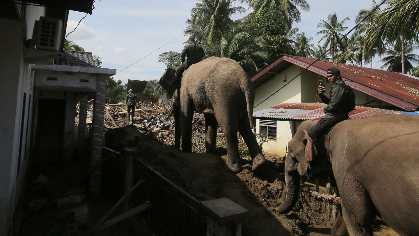 Pidie Jaya, Indonesien. Not macht bekanntlich erfinderisch, das gilt auch für Helfer in der Provinz Aceh. Ende November wurde praktisch das ganze Land von heftigen Regenfällen getroffen. Tausende starben, Hunderttausende wurden obdachlos. Nun beginnen die Aufräumarbeiten, mit teilweise ungewöhnlichem "Gerät". In diesem Fall werden Elefanten benutzt, um in unwegsamen Gelände voranzukommen und Hindernisse wegzuräumen
