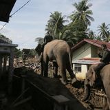 Pidie Jaya, Indonesien. Not macht bekanntlich erfinderisch, das gilt auch für Helfer in der Provinz Aceh. Ende November wurde praktisch das ganze Land von heftigen Regenfällen getroffen. Tausende starben, Hunderttausende wurden obdachlos. Nun beginnen die Aufräumarbeiten, mit teilweise ungewöhnlichem "Gerät". In diesem Fall werden Elefanten benutzt, um in unwegsamen Gelände voranzukommen und Hindernisse wegzuräumen