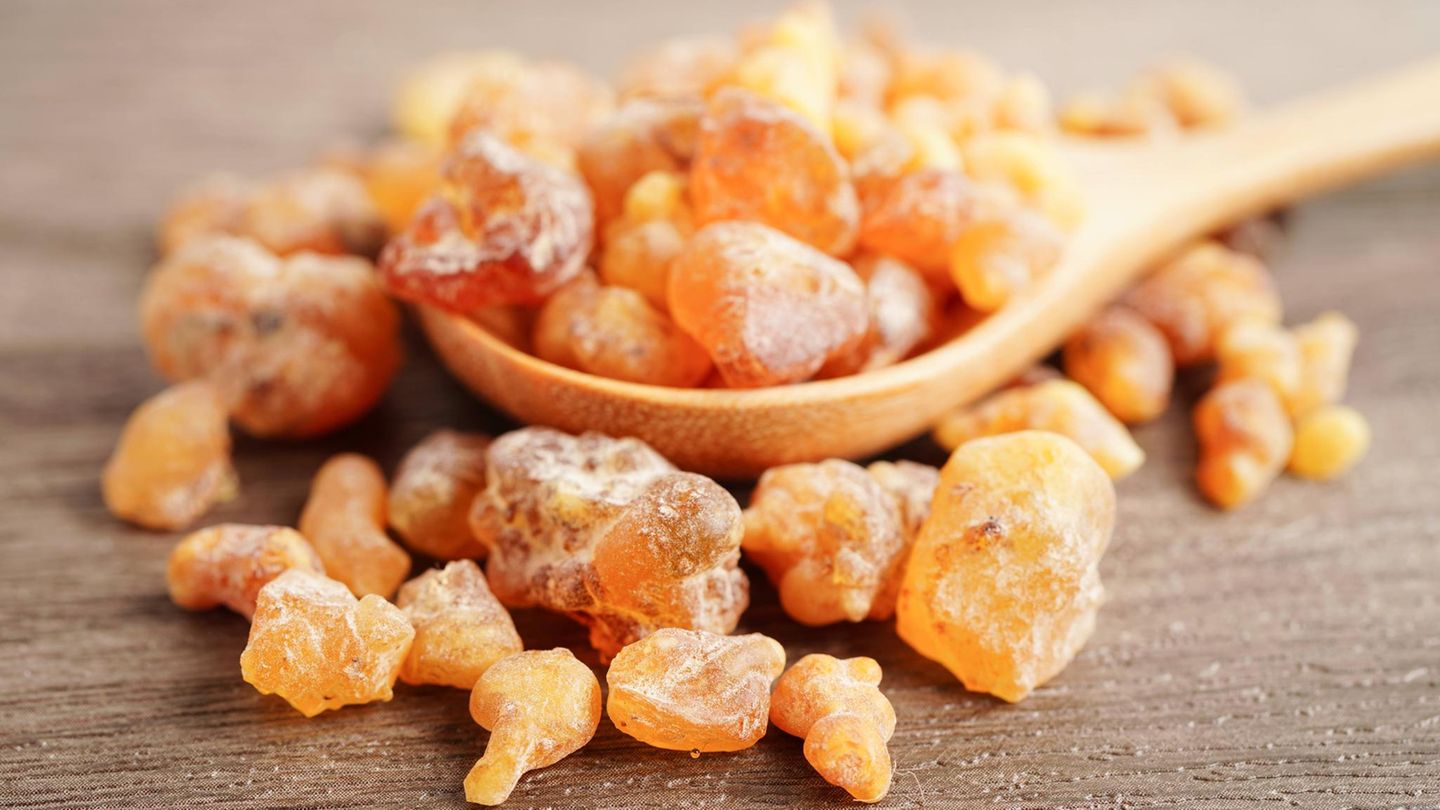 Heilpflanze-Ist-die-holde-Weihnachtsgabe-Myrrhe-tats-chlich-eine-wirksame-Medizin-