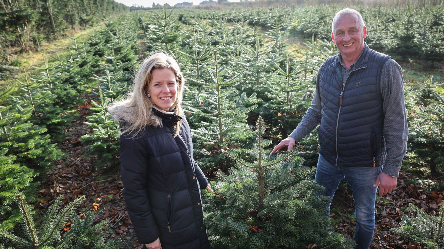 Diese Weihnachtsbäume sind noch nicht groß genug, um vermarktet zu werden. Foto: Christian Charisius/dpa