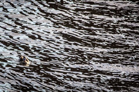 Auf dem Main in Unterfranken gab es eine Havarie, bei der Dieselkraftstoff ins Wasser gelaufen ist. (Symbolbild) Foto: picture a