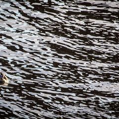 Auf dem Main in Unterfranken gab es eine Havarie, bei der Dieselkraftstoff ins Wasser gelaufen ist. (Symbolbild) Foto: picture a