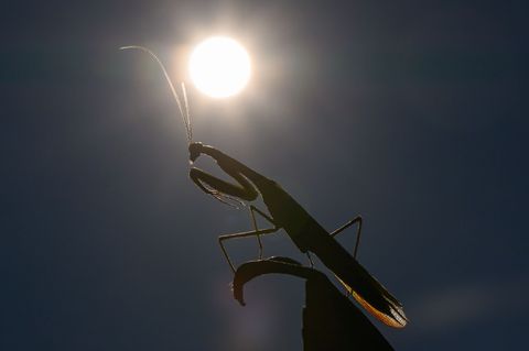 Das Jahr 2025 dürfte eines der drei heißesten werden. (Archivbild) Foto: Patrick Pleul/dpa