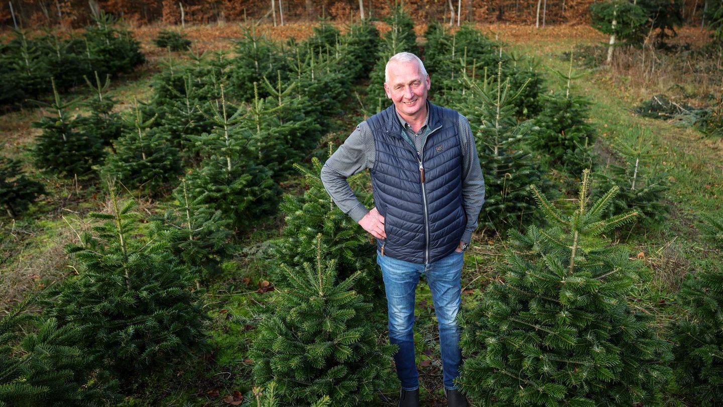 Hier wachsen die Weihnachtsbäume für die kommenden Jahre. Foto: Christian Charisius/dpa
