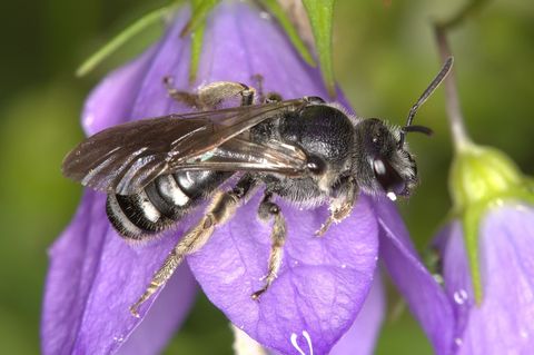 Die Glockenblumen-Schmalbiene ist deutlich kleiner als eine Honigbiene. Foto: Nabu Baden-Württemberg/dpa