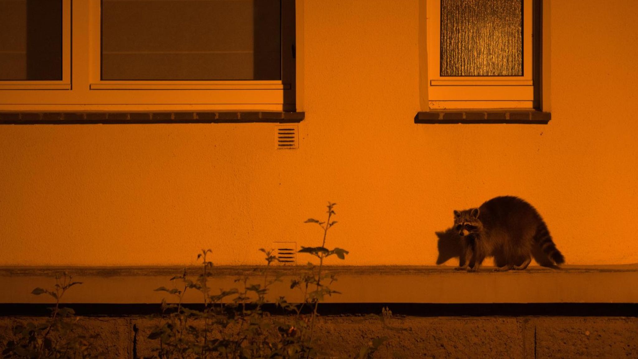 Waschbär vor einer beleuchteten Hauswand