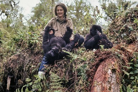 Dian Fossey mit den Gorillas Coco und Pucker: Mit großer Geduld und Anpassung an die Tiere gewann sie das Vertrauen der Gorillas. Zuletzt wurde sie von Wilderern in einen Krieg gegen sie hineingezogen und bekam dabei psychische Probleme.