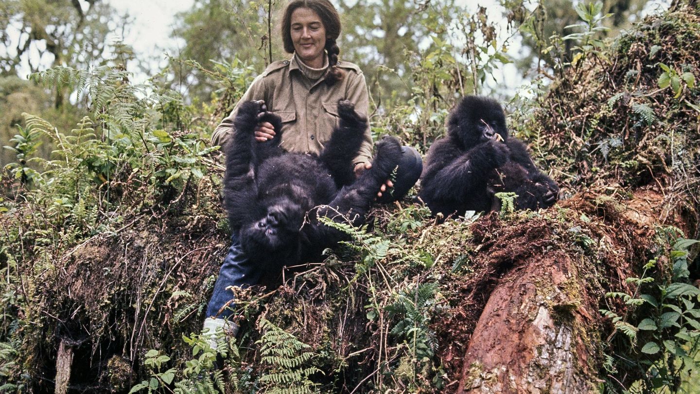 Dian Fossey mit den Gorillas Coco und Pucker: Mit großer Geduld und Anpassung an die Tiere gewann sie das Vertrauen der Gorillas. Zuletzt wurde sie von Wilderern in einen Krieg gegen sie hineingezogen und bekam dabei psychische Probleme.
