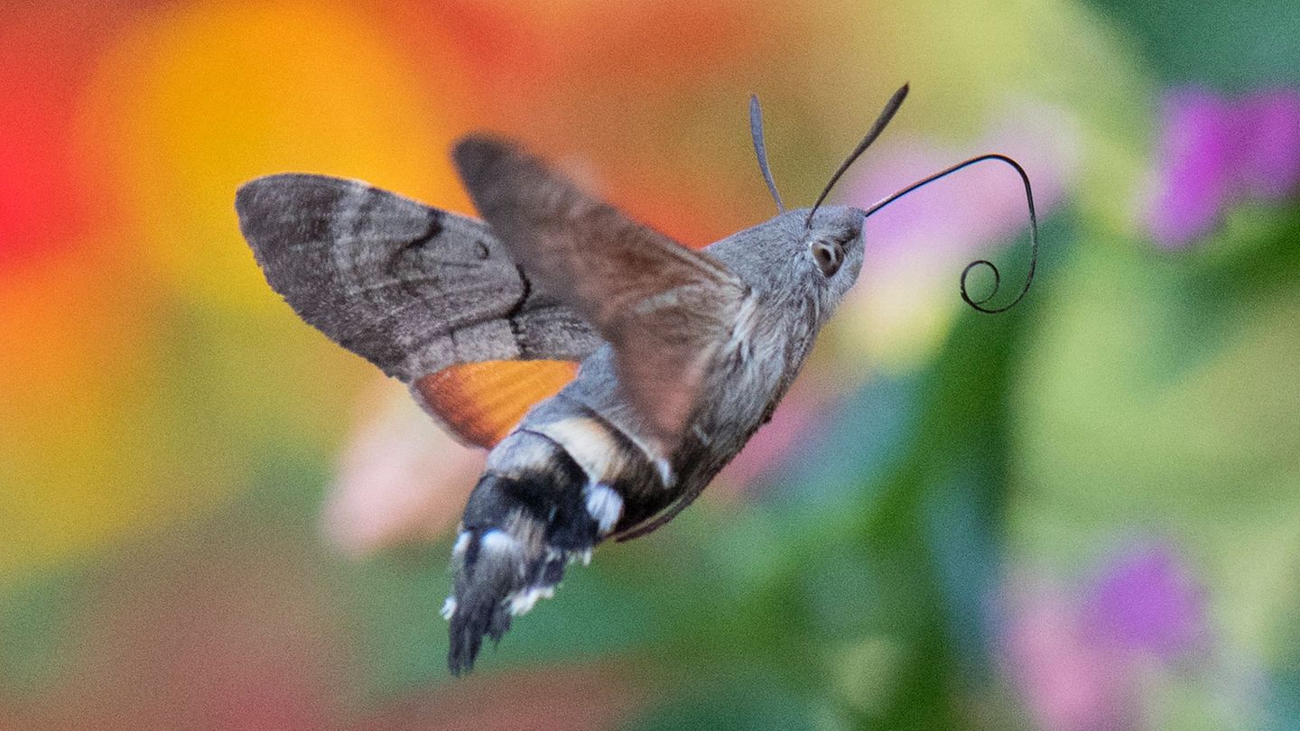 Taubenschwänzchen überwintern mittlerweile auch in Deutschland. (Archivbild) Foto: Boris Roessler/dpa