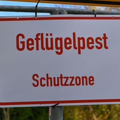 In immer mehr Landkreisen in Sachsen-Anhalt wird zumindest die Stallpflicht für Geflügel wegen der Vogelgrippe aufgehoben. (Arch
