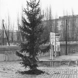 Ob schön oder hässlich – darauf kommt es bei den Bäumen nicht an. Dieser hier steht neben dem Grenzschild in Kreuzberg