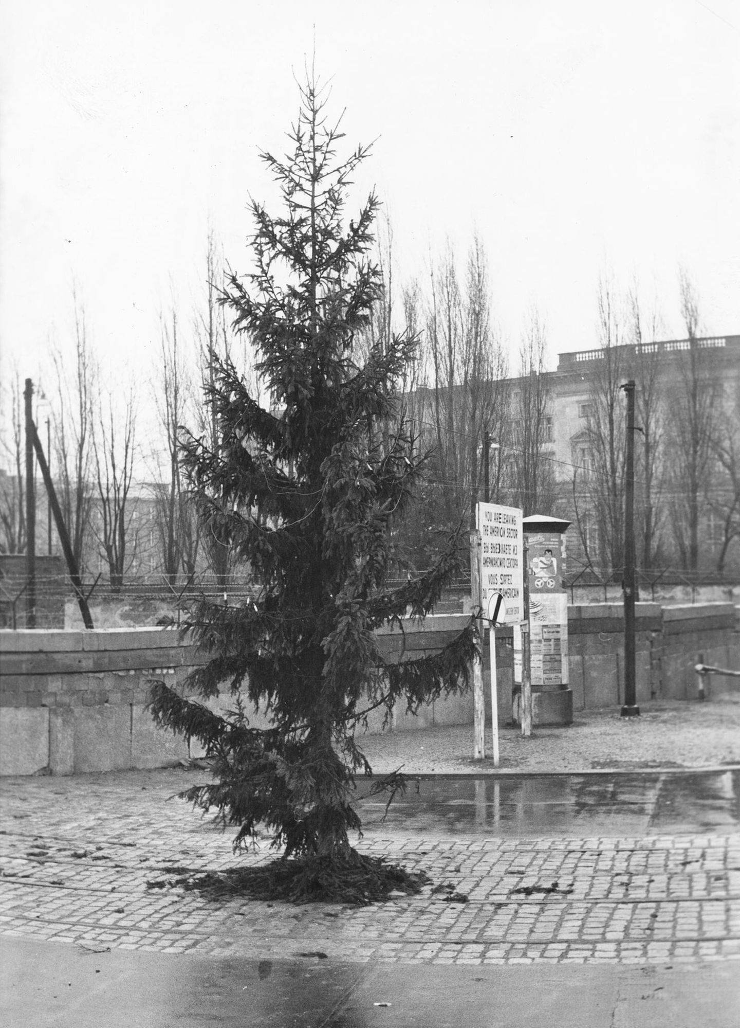 Ob schön oder hässlich – darauf kommt es bei den Bäumen nicht an. Dieser hier steht neben dem Grenzschild in Kreuzberg
