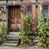 Stockrosen an einem Tor eines Fachwerkhauses in Ystad, Provinz Skane, Schweden