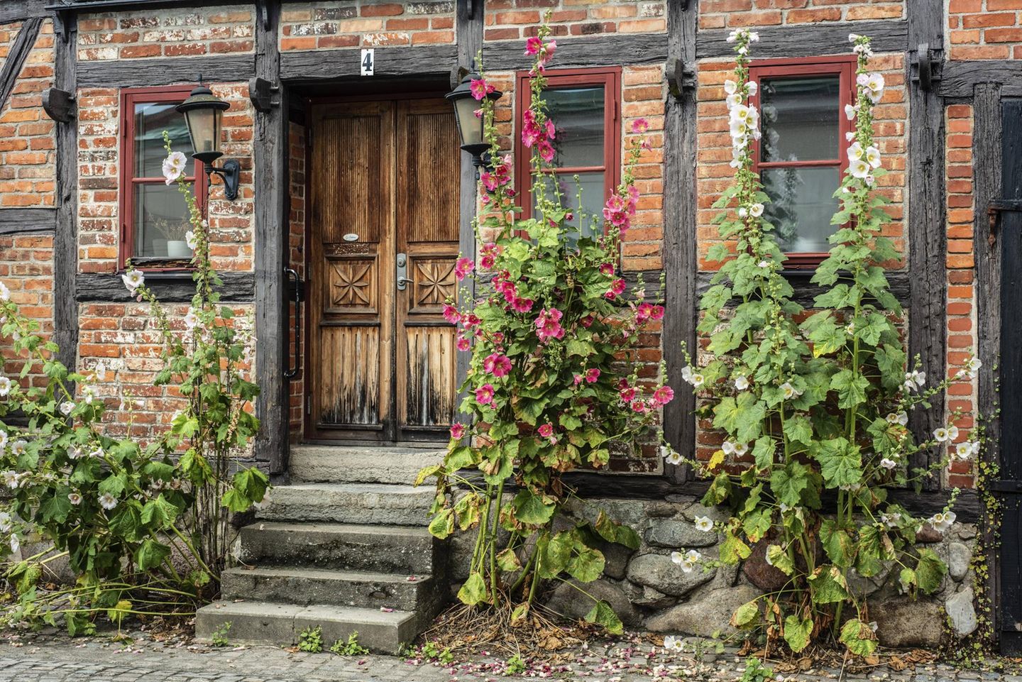 Stockrosen an einem Tor eines Fachwerkhauses in Ystad, Provinz Skane, Schweden