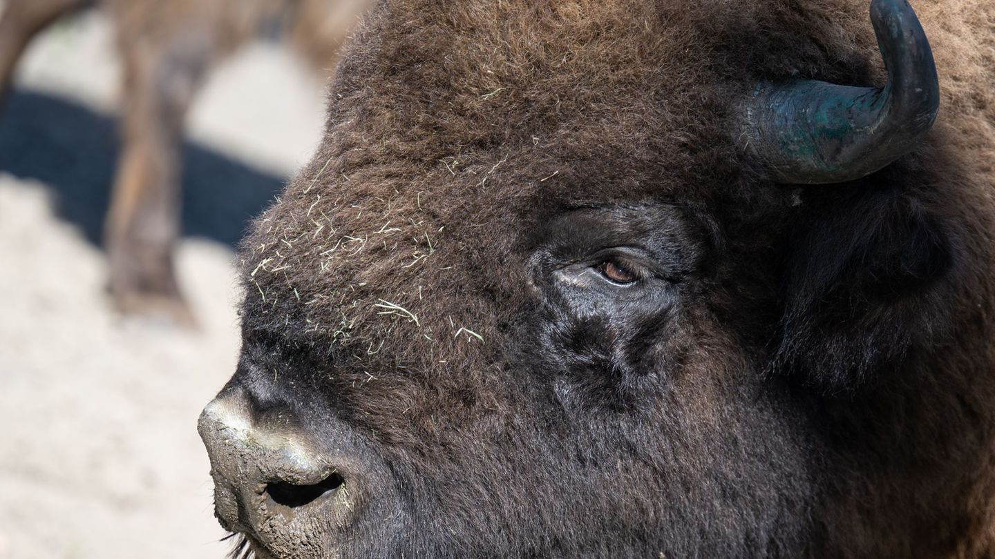 Das Wisent ist auch als Europäisches Bison bekannt. (Symbolbild) Foto: Hannes P Albert/dpa