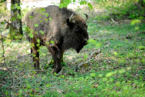 Wisent