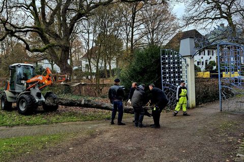 Der Baumstamm wird künftig vor einem Gebäude des Focke-Museums ausgestellt. Foto: Dieter Bischop/Landesarchäologie Bremen/dpa