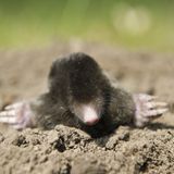 Ein Maulwurf