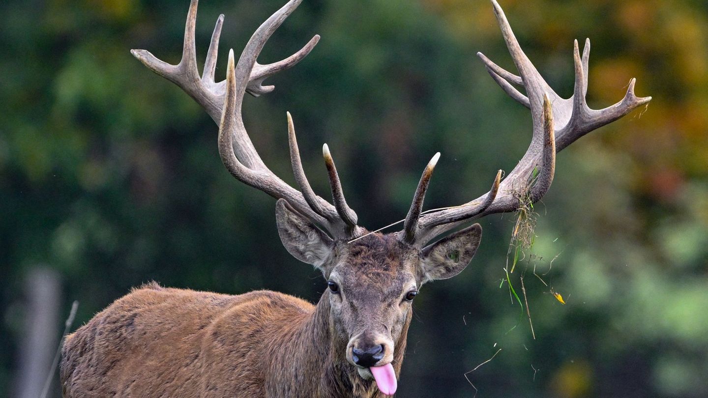 Der Rothirsch ist das Wildtier des Jahres 2026. (Symbolbild) Foto: Patrick Pleul/dpa/ZB