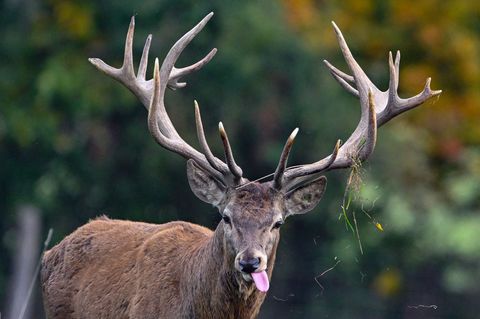 Der Rothirsch ist das Wildtier des Jahres 2026. (Symbolbild) Foto: Patrick Pleul/dpa/ZB
