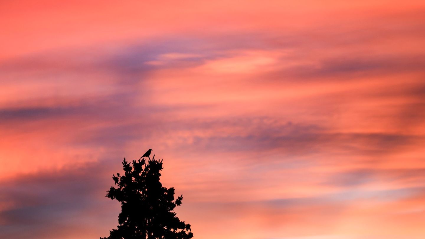 In Sachsen kommt es zu milden Temperaturen. (Symbolbild) Foto: Jan Woitas/dpa