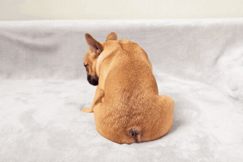 Ein schuldig schauender Hund