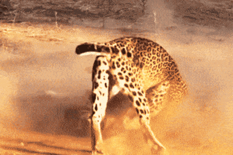 Duell der Killer: Leopardinnen liefern sich erbitterten Kampf