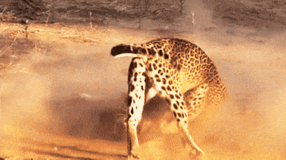 Duell der Killer: Leopardinnen liefern sich erbitterten Kampf