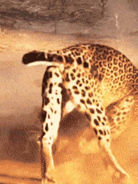 Duell der Killer: Leopardinnen liefern sich erbitterten Kampf