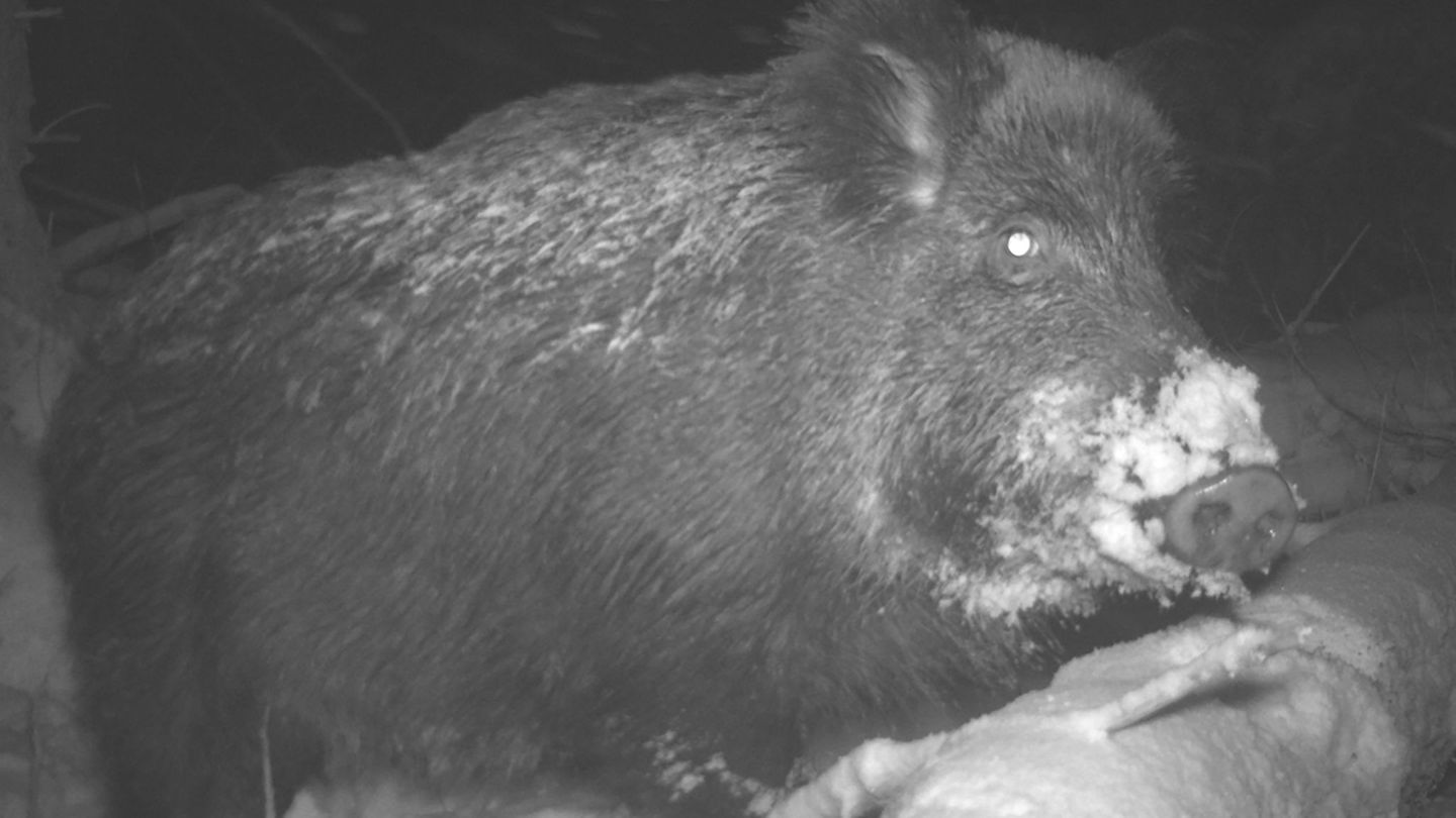 Aufnahmen aus Fotofallen von Nationalparks wie diese sollen Daten liefern, die mit künstlicher Intelligenz ausgewertet und so Au