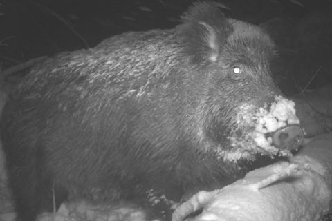 Aufnahmen aus Fotofallen von Nationalparks wie diese sollen Daten liefern, die mit künstlicher Intelligenz ausgewertet und so Au